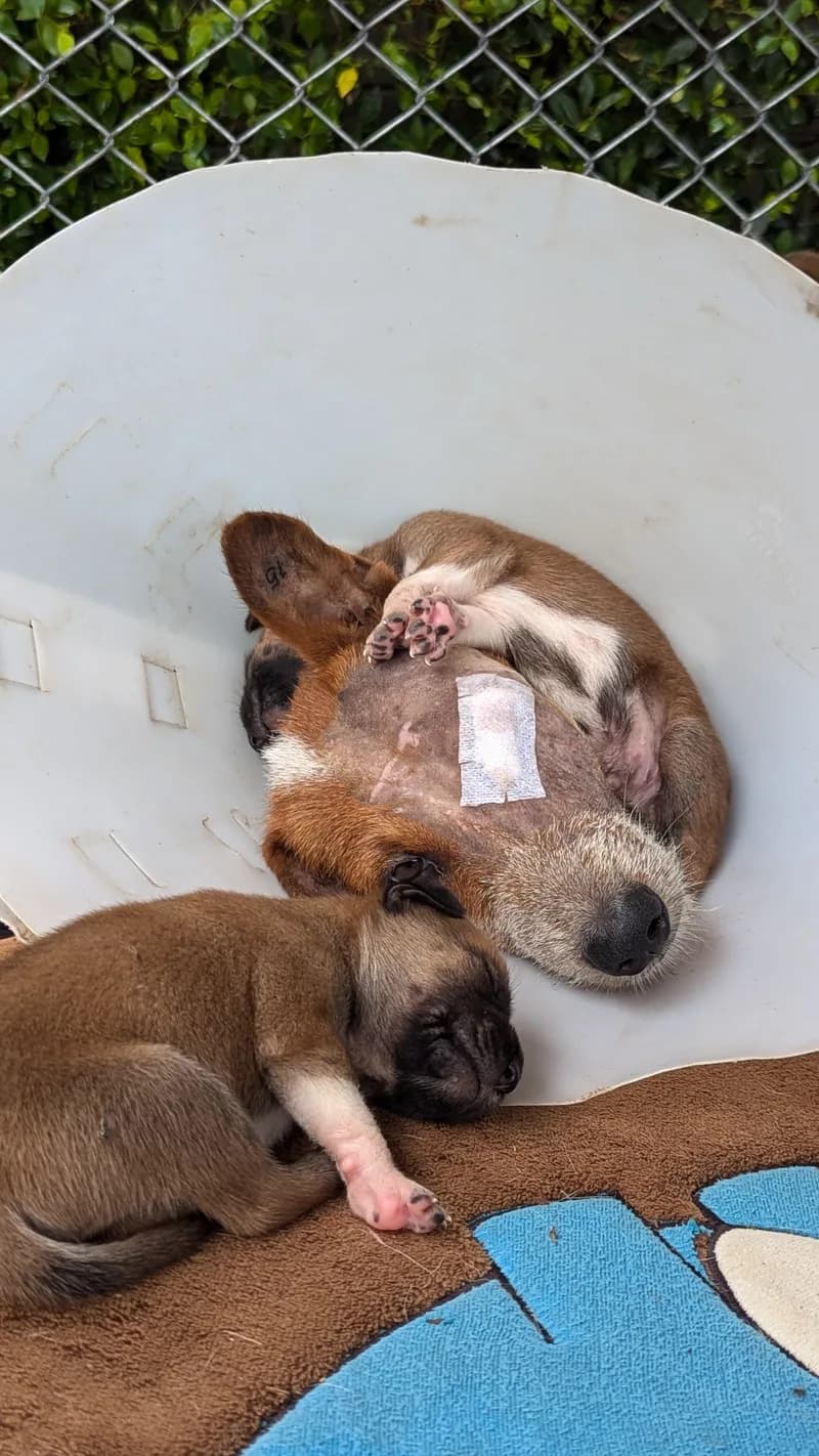 Rescue